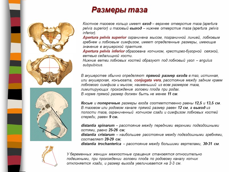 Размеры таза Костное тазовое кольцо имеет вход – верхнее отверстие таза (apertura pelvis superior)